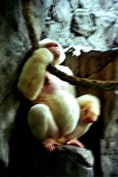Gorila Albino - Copito de Nieve - zoo Barcelona - Catalunya 3.jpg